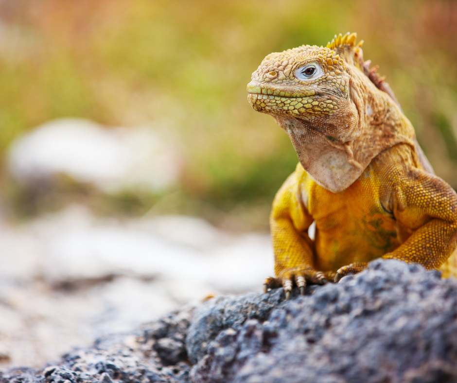 Galapagos-Island-Vacation-Package Galapagos Island Vacation Package