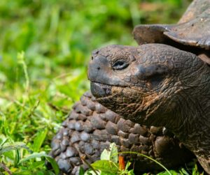 Galapagos-Islands-Vacation-Package Galapagos Islands Vacation Package