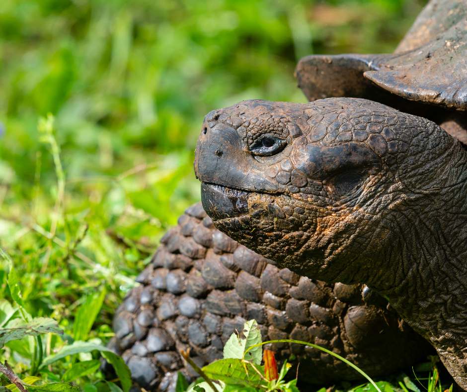 Galapagos-Islands-Vacation-Package Galapagos Islands Vacation Package