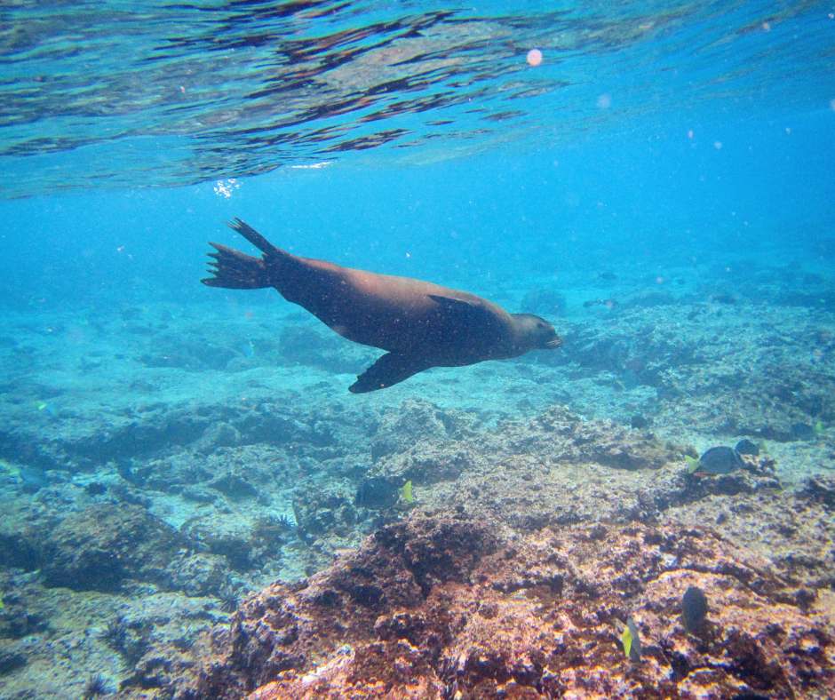 vacation-package-to-galapagos-islands vacation package to galapagos islands