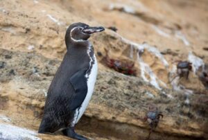 vacation packages galapagos islands peguin