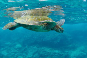 Vacation package galapagos island - Snorkeling