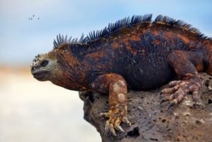 Vacation-packages-galapagos-islands-Iguana Vacation packages galapagos islands Iguana