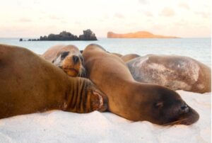 Vacation-packages-galapagos-islands-sea-lions Vacation packages galapagos islands sea lions