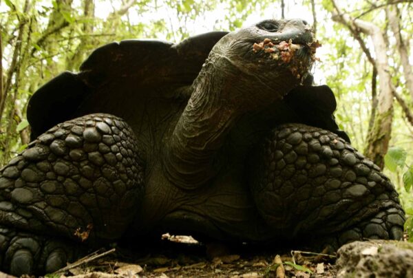 Galapagos Intensive 5 days,land base (3Islands)