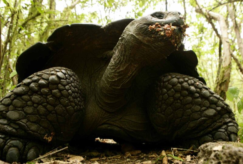 Galapagos Intensive 5 days,land base (3Islands)