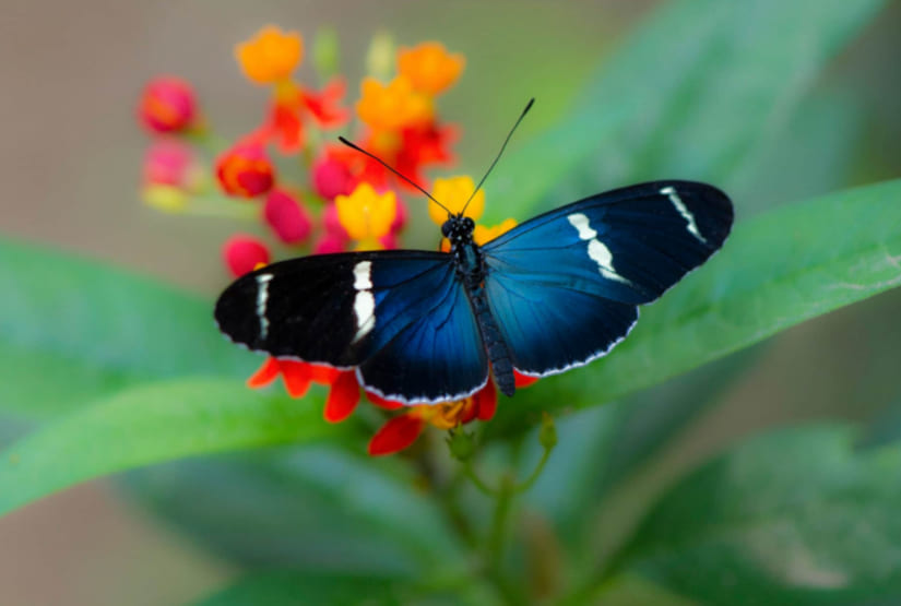 butterfly-mashpi butterfly mashpi