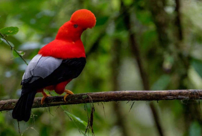 cock-rock-mashpi-forest cock rock mashpi forest
