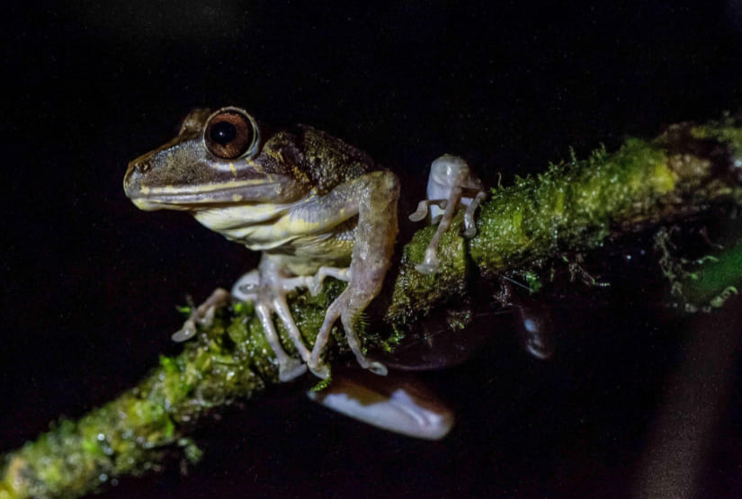 frog-mashpi-forest frog mashpi forest