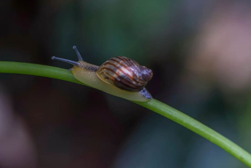 snail-mashpi-forest snail mashpi forest