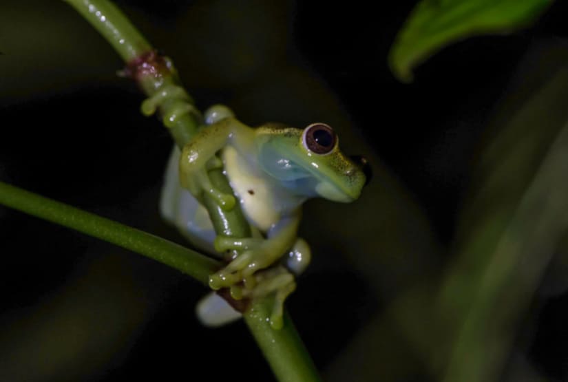 tree-frog-mashpi tree frog mashpi