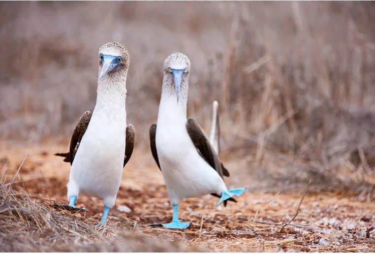 Galapagos-Islands-Trip-Package-9-days Galapagos Islands Trip Package 9 days