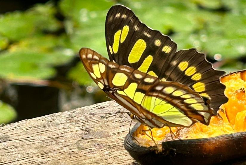 Gaia-Amazon-Lodge-butterfly Gaia Amazon Lodge butterfly