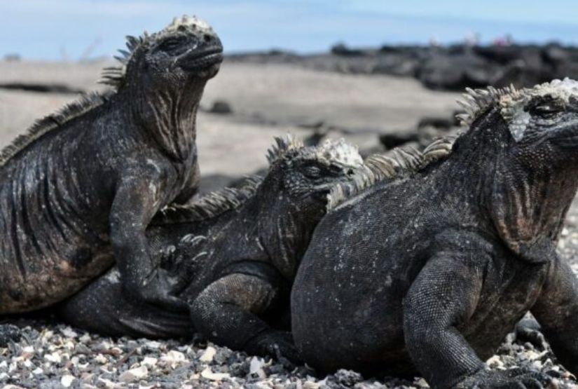 española island tour iguana marine