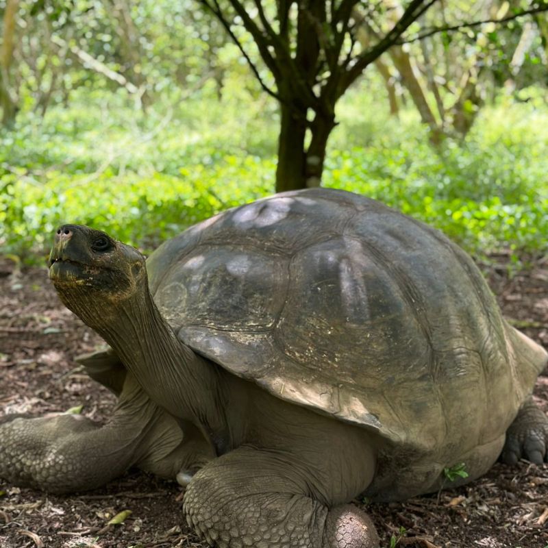 luxury ecuador tours private tailor giant tourtle luxury ecuador tours private tailor giant tourtle
