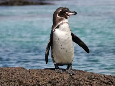 Galapagos Island tours packages