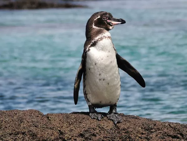 Galapagos Island Hopping 7 days