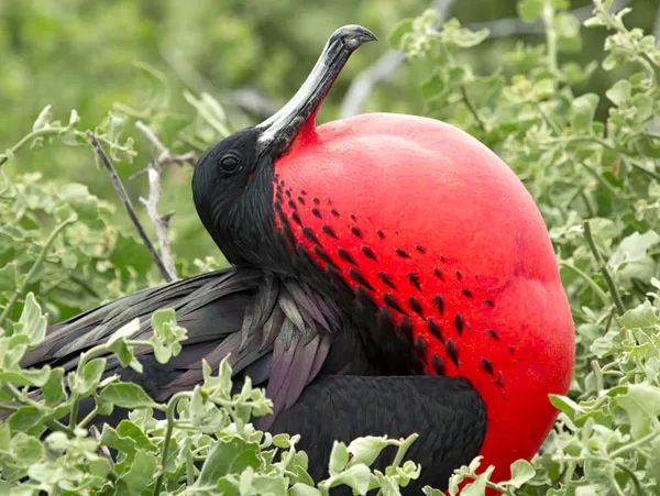Galapagos Island Hopping 8 days