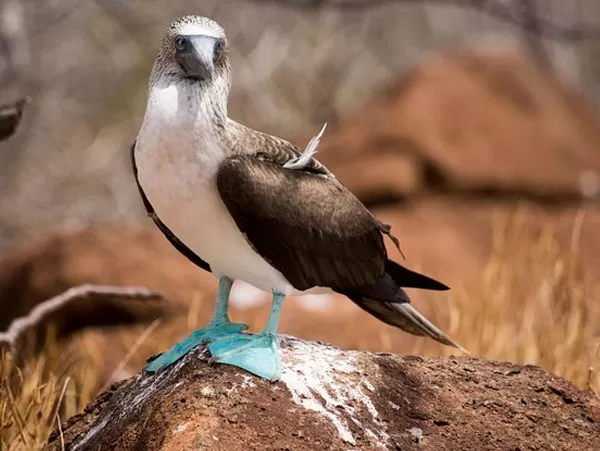Galapagos Tours