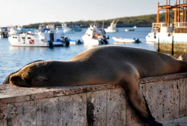 Galapagos Tours