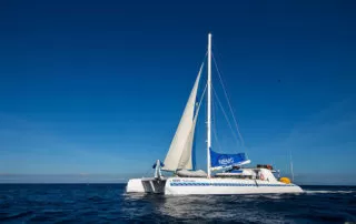 49 Nemo II Catamaran
