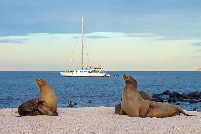Nemo III Catamaran