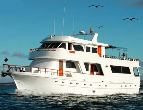 Darwin Yacht