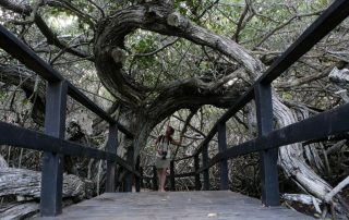 wetlands galapagos isabela
