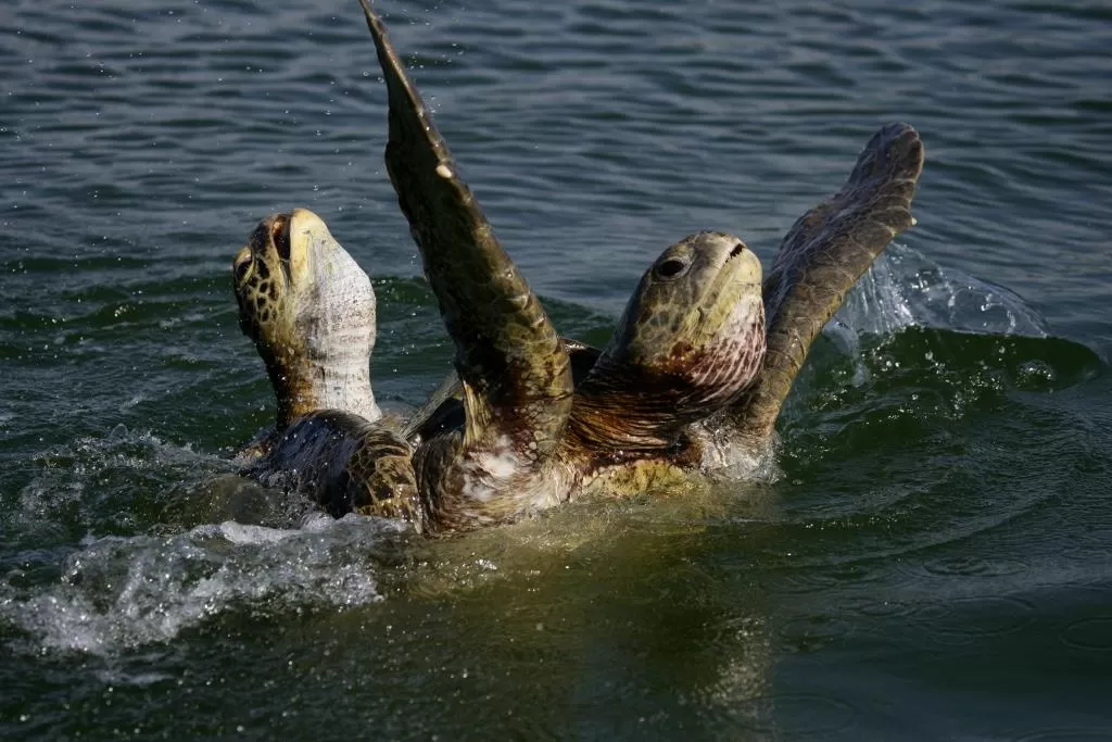 sea turtle galapagos