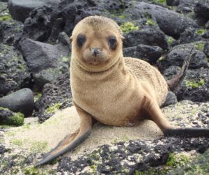 5 days galapagos tours