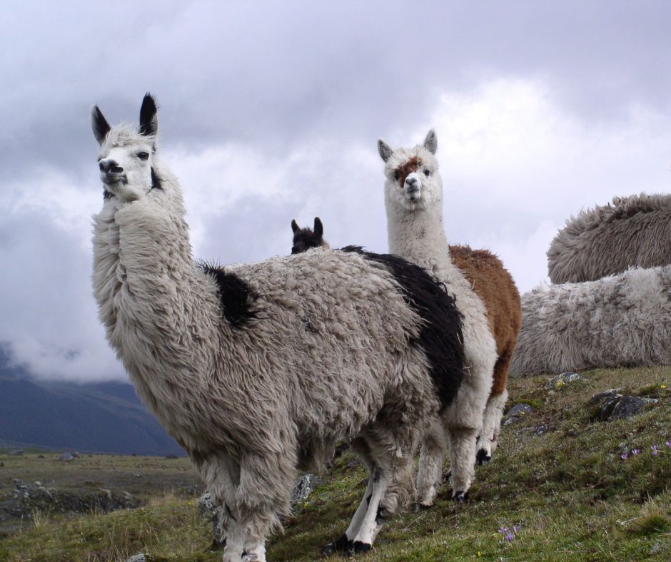 Ecuador Vacations Packages