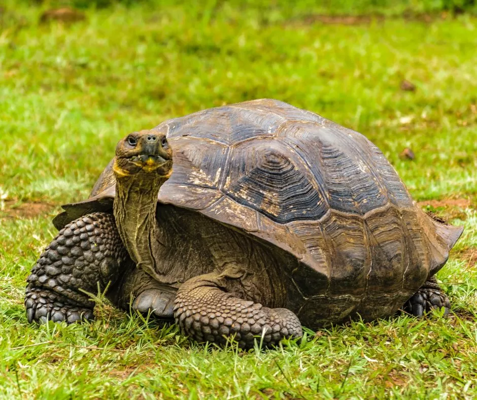 Galapagos tours for seniors 2022