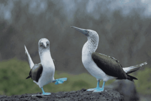 Full Ecuador Blue Footed Booby