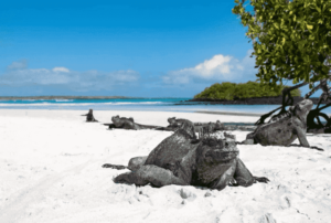 galapagos ecuador vacation packages