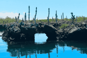galapagos vacation ecuador packages