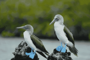 galapagos vacation package