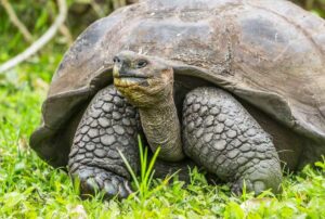 vacation packages galapagos islands turtle