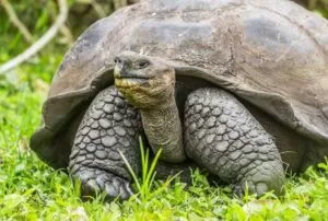 vacation packages galapagos islands turtle