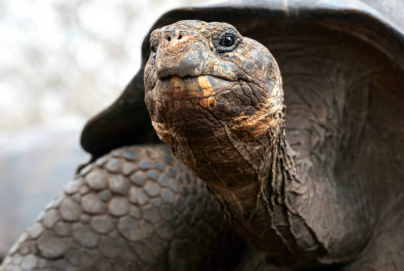 Galapagos tours for seniors 2022
