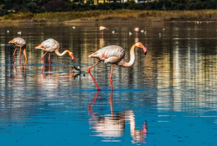 The well of the flamingos flamingo lake