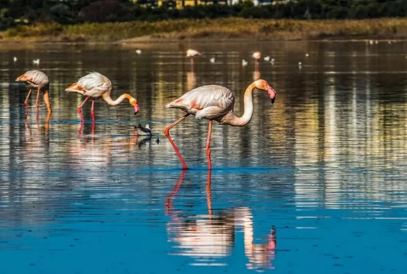 The well of the flamingos flamingo lake