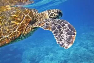 The well of the flamingos sea turtle