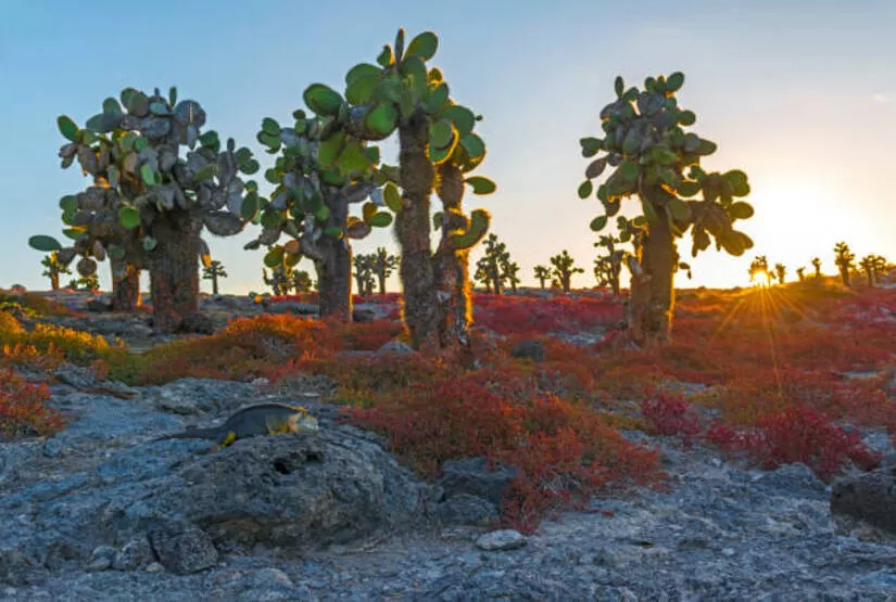 Vacation-package-galapagos-island-Santa-Fe-Island Vacation package galapagos island - Santa Fe Island