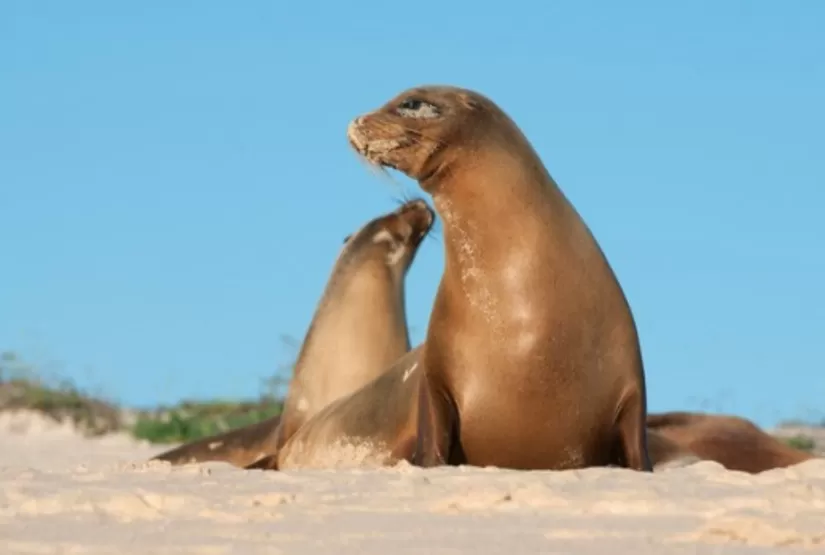Vacation-packages-galapagos-islands-sea-lion Vacation packages galapagos islands Iguana