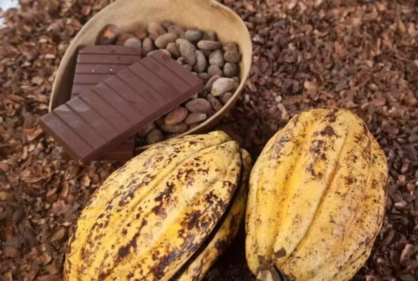 mindo tour chocolate
