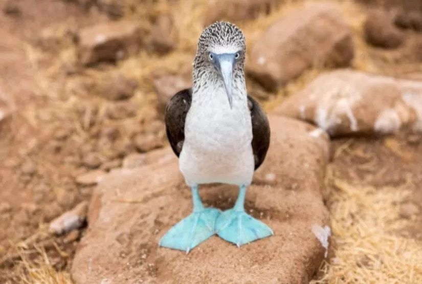 galapagos-island-vacation galapagos island vacation