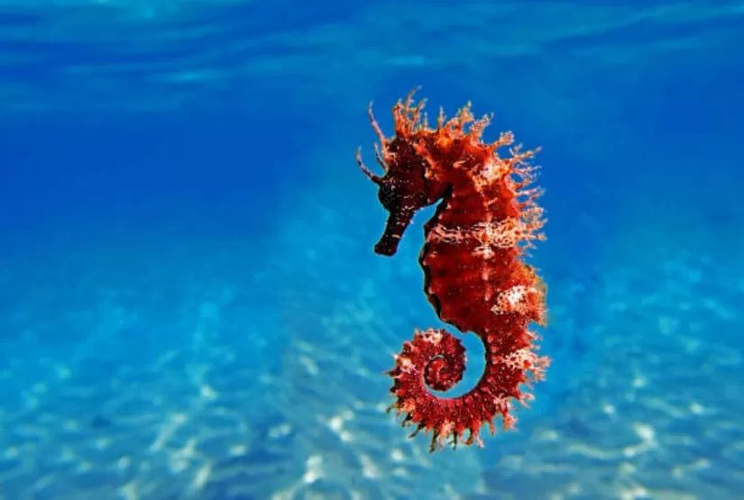 Long-snouted seahorse – Hippocampus guttulatus
