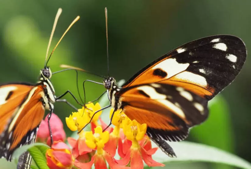 mindo tour butterfly