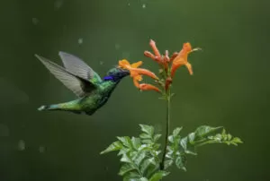 mindo tour hummingbird