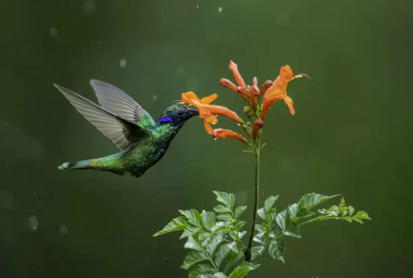 mindo tour hummingbird